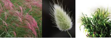 Check spelling or type a new query. Ornamental Grasses Nursery Management