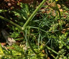 Image result for Apium leptophyllum