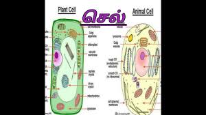 Maybe you would like to learn more about one of these? 6th Science Book Cell In Tamil Shortcut Youtube