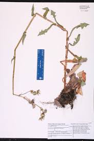 Image result for Sonchus integrifolius