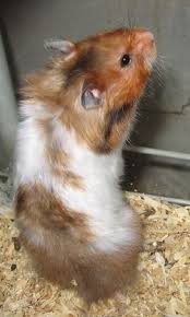 Syrians can come in a variety of colors. Female Satin Syrian Teddy Bear Hamster Retired Breeder Born In 2011 Hamster Super Cute Animals Hamster Pictures