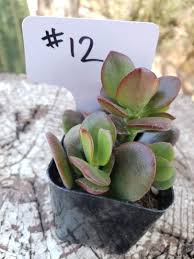 Image result for Crassula zombensis