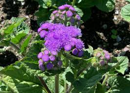 Image result for Ageratum houstonianum