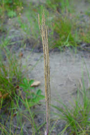 Image result for Turritis