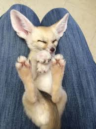 Pin On Cute Animals