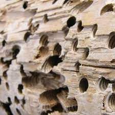 We have undertaken an array of projects that have equipped us with skills to deliver with a high level. First Choice Pest Control Inc Village Of Tampa 17420 N Us Highway 41 Ste 102
