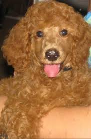 Mountainstatepoodles has two standard poodle puppies left for sale. Red Standard Poodle Puppy For Sale In Tampa Florida Classified Americanlisted Com