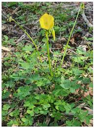 Image result for Oxalidaceae