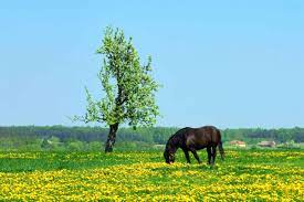6 Tips For Keeping A Horse Alone