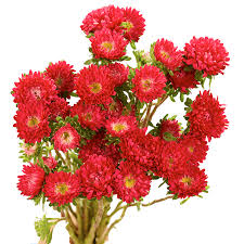 Image result for Aster