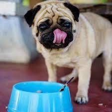 Merrick grain free dry puppy food your little pup needs food that supports his growth and development. The Best Food For Pugs Portion Sizes For Puppy And Adult Dogs