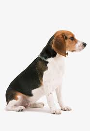 Big Ears Beagles Long Ears Dogs Large Dogs Png Transparent Clipart Image And Psd File For Free Download Beagle Dogs Animals