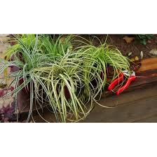 Image result for Carex leptosaccus
