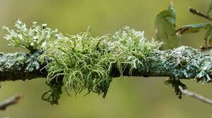 Spontaneous healing may occur when lichen sclerosus is on other parts of the body. Hardy Lichens Don T Actually Predate Plants Science Aaas