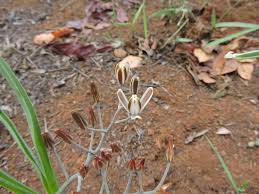 Image result for Albuca kirkii
