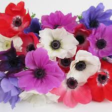 We are a full service florist in jackson, ms. Anemones 5 Bunch X 10 Stem Box 50 Stems Wholesale Blooms By The Box