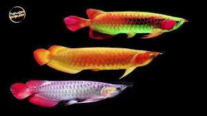 Maybe you would like to learn more about one of these? 5 Jenis Ikan Hias Termahal Di Dunia Youtube