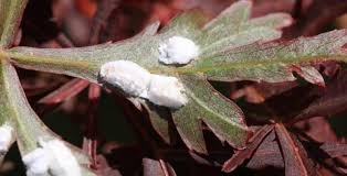 Maybe you would like to learn more about one of these? Cochenille Identification Et Traitement Naturel Pour S En Debarrasser