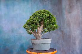 Image result for Boscia filipes