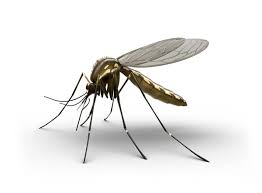 The huge insect was reportedly found at a home in argentina. Mosquitoes How To Keep Mosquitoes Away Raid Bug Basics