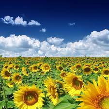 The great collection of summer wallpaper for ipad for desktop, laptop and mobiles. 25 Summer Ipad Wallpapers