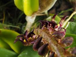 Image result for Bulbophyllum scaberulum