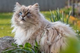 Here, we have compiled funny, cute and adorable cat pictures that are worth sharing! 44 Of The Cutest Cat Breeds Reader S Digest