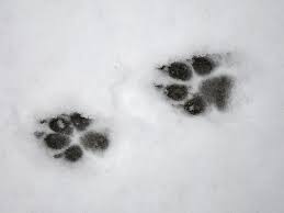 Maybe you would like to learn more about one of these? 091229 Gray Fox Print A Crosstimber Naturalist