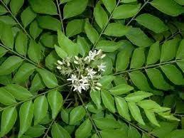 CURry leaves🌱कढी पत्ता की सारी जानकारी/HEALTH BENEFITS & GROWING METHOD OF CURRY LEAVES - YouTube