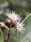 Image result for Syzygium komatiense