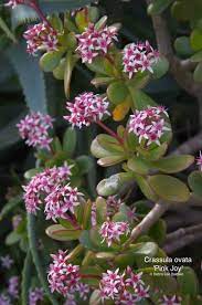 Crassula Photos Labeled Free To Use Plants With Pink Flowers Jade Plants Crassula Ovata