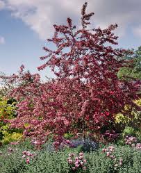 When you look in textbooks about the poisonous principles of plants, each plant has the ability to poison some rubber tree plants (such as japanese/chinese/jade rubber plant and indian rubber plant) are. Crabapple Better Homes Gardens