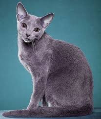 Blue Russian Burmese Cat Russian Blue Picture Blue Cats And Kittens Russian Blue Cat Russian Blue