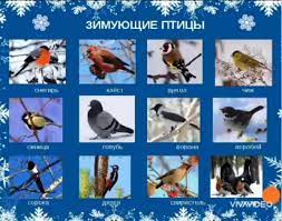 Зимующие птицы Пензенской области - 93 фото