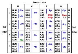 Amino Acid Codon Chart Single Letter Www Bedowntowndaytona Com