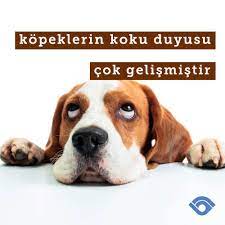koku duyusu en gelismis hayvanlardan biri olan kopekler hakkinda yeni bir sey ogrenmek ister misiniz kopek hayvan instagram