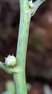 Image result for Struchium