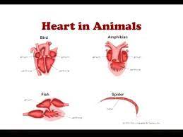 One for oxygenation of the blood through the lungs and skin, and the other to take oxygen to the rest of the body. Heart In Animals Two Chambered And 3 Chambered Heart Youtube