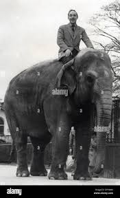 Desmond morris Banque de photographies et d'images à haute résolution