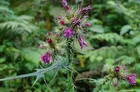 Image result for Cirsium  buchwaldii