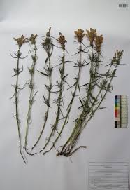 Image result for Argyrolobium macrophyllum