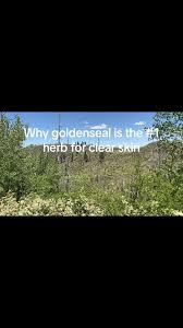 Hot take! Acne is caused by one or a combination of these three things:  food allergies/sensitivies, bacterial imbalances, and an overburdened  liver. Goldenseal was one of the biggest healers of my ...