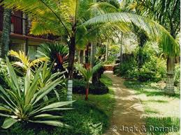 Love I Want A Yard That Feels Like A Tropical Island Tropicalbackyardideas Tropical Garden Design Tropical Landscaping Tropical Garden
