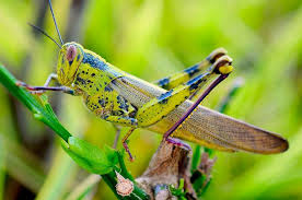 Valanga Nigricornis Grasshopper Grasshopper Tales Wonder