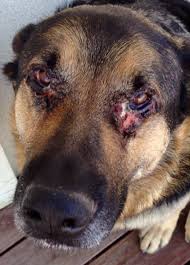 For dogs, some breeds have a greater chance of becoming bald than others. Crusty Lesions Around Eyes German Shepherds Forum