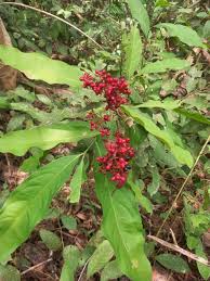 Image result for Campylospermum