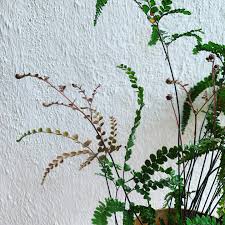 Image result for Adiantum hispidulum