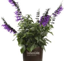 Amistad' Salvia - Southern Living Plants