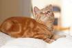 10 Beautiful Cat Breeds with Orange Coats • Purrfect Cat ...