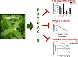 Image result for Leucas glabrata